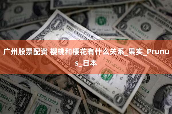 广州股票配资 樱桃和樱花有什么关系_果实_Prunus_日本